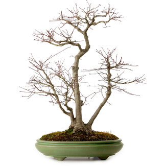 Hattori Acer palmatum, 60 cm, ± 25 años