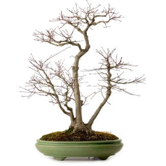 Hattori Acer palmatum, 60 cm, ± 25 years old