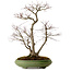 Acer palmatum, 60 cm, ± 25 anni, in vaso giapponese fatto a mano da Hattori, con nebari di 16 cm
