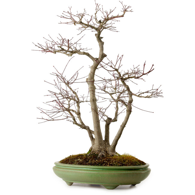 Acer palmatum, 60 cm, ± 25 años, en una maceta japonesa hecha a mano por Hattori, con un nebari de 16 cm.