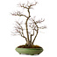 Acer palmatum, 60 cm, ± 25 años, en una maceta japonesa hecha a mano por Hattori, con un nebari de 16 cm.