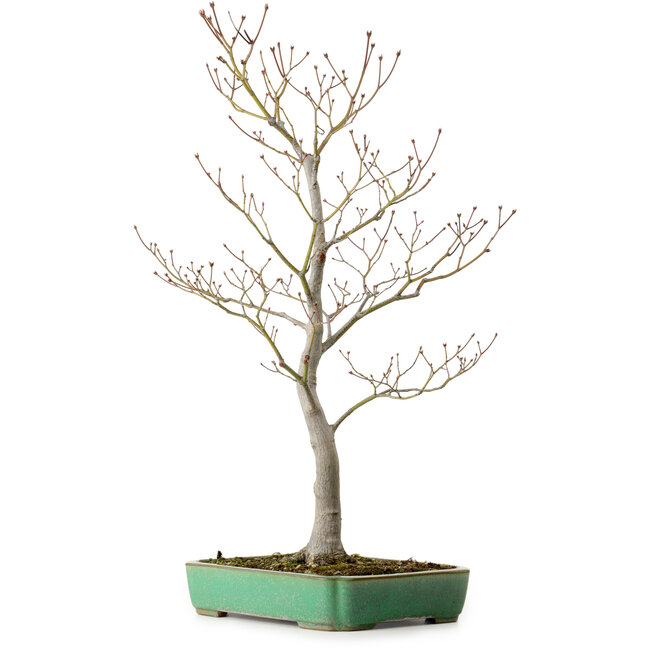 Acer palmatum, 66 cm, ± 25 años, en una maceta japonesa hecha a mano por Yamafusa, con un nebari de 11 cm.