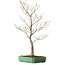Acer palmatum, 66 cm, ± 25 años, en una maceta japonesa hecha a mano por Yamafusa, con un nebari de 11 cm.