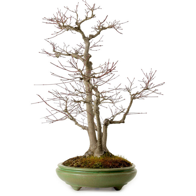 Acer palmatum, 60 cm, ± 25 años, en una maceta japonesa hecha a mano por Hattori, con un nebari de 16 cm.