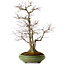 Acer palmatum, 60 cm, ± 25 años, en una maceta japonesa hecha a mano por Hattori, con un nebari de 16 cm.
