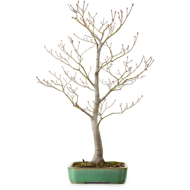 Acer palmatum, 66 cm, ± 25 años, en una maceta japonesa hecha a mano por Yamafusa, con un nebari de 11 cm.