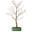 Acer palmatum, 66 cm, ± 25 ans, dans un pot japonais fait main par Yamafusa, avec un nebari de 11 cm