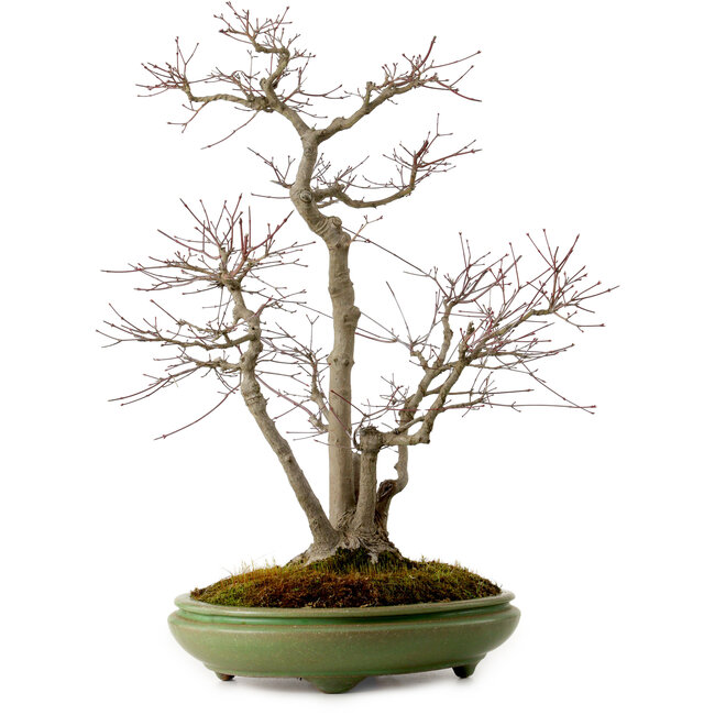 Acer palmatum, 60 cm, ± 25 años, en una maceta japonesa hecha a mano por Hattori, con un nebari de 16 cm.