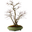 Acer palmatum, 60 cm, ± 25 años, en una maceta japonesa hecha a mano por Hattori, con un nebari de 16 cm.
