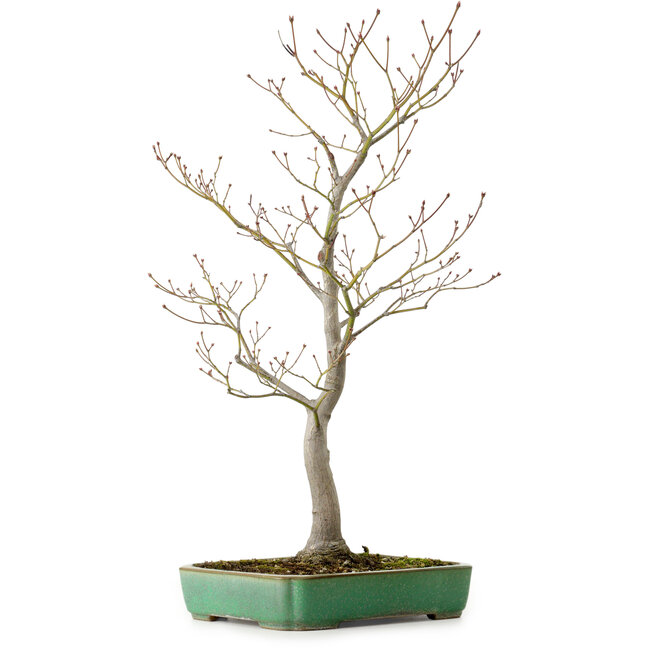 Acer palmatum, 66 cm, ± 25 años, en una maceta japonesa hecha a mano por Yamafusa, con un nebari de 11 cm.