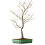 Acer palmatum, 66 cm, ± 25 ans, dans un pot japonais fait main par Yamafusa, avec un nebari de 11 cm