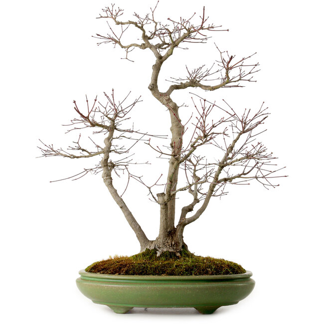 Acer palmatum, 60 cm, ± 25 years old, in a handmade Japanese pot by Hattori, with a nebari of 16 cm