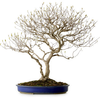 Callicarpa japonica, 60 cm, ± 20 ans
