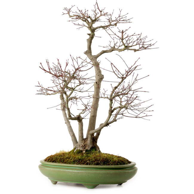 Acer palmatum, 60 cm, ± 25 años, en una maceta japonesa hecha a mano por Hattori, con un nebari de 16 cm.