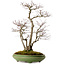 Acer palmatum, 60 cm, ± 25 anni, in vaso giapponese fatto a mano da Hattori, con nebari di 16 cm