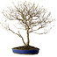Callicarpa japonica, 60 cm, ± 20 jaar oud, met een nebari van 12 cm en paarse bessen in de herfst.
