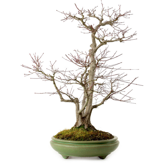 Acer palmatum, 60 cm, ± 25 años, en una maceta japonesa hecha a mano por Hattori, con un nebari de 16 cm.