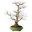 Acer palmatum, 60 cm, ± 25 years old, in a handmade Japanese pot by Hattori, with a nebari of 16 cm