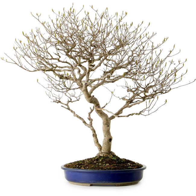 Callicarpa japonica, 60 cm, ± 20 años, con un nebari de 12 cm y bayas moradas en otoño.