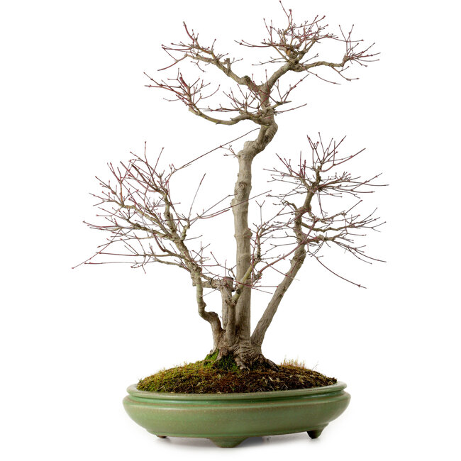 Acer palmatum, 60 cm, ± 25 years old, in a handmade Japanese pot by Hattori, with a nebari of 16 cm