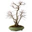 Acer palmatum, 60 cm, ± 25 years old, in a handmade Japanese pot by Hattori, with a nebari of 16 cm