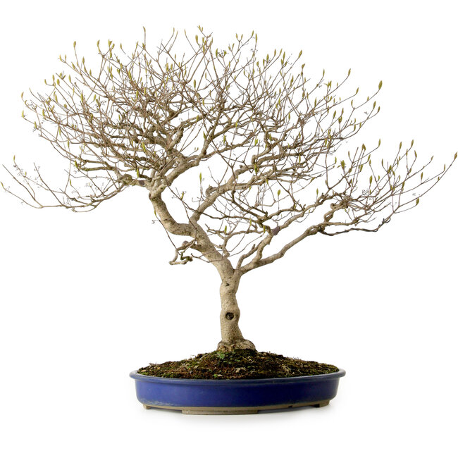 Callicarpa japonica, 60 cm, ± 20 jaar oud, met een nebari van 12 cm en paarse bessen in de herfst.
