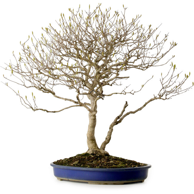 Callicarpa japonica, 60 cm, ± 20 años, con un nebari de 12 cm y bayas moradas en otoño.