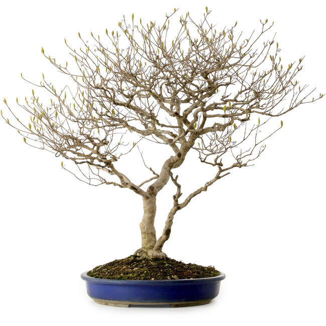 Callicarpa japonica, 60 cm, ± 20 jaar oud, met een nebari van 12 cm en paarse bessen in de herfst.