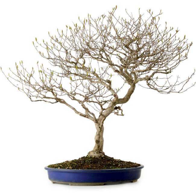 Callicarpa japonica, 60 cm, ± 20 años, con un nebari de 12 cm y bayas moradas en otoño.