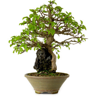 Carpinus coreana, 33 cm, ± 35 anni