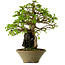 Carpinus coreana, 33 cm, ± 35 years old