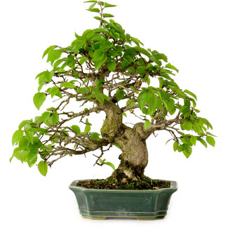 Carpinus coreana, 27 cm, ± 20 jaar oud