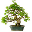 Carpinus coreana, 27 cm, ± 20 años, con un nebari de 6 cm