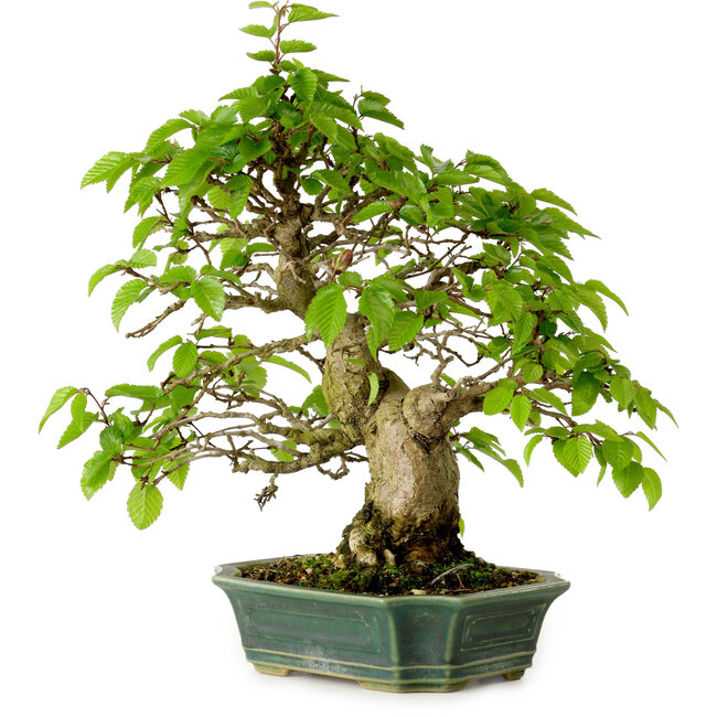 Carpinus coreana, 27 cm, ± 20 años, con un nebari de 6 cm