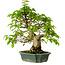 Carpinus coreana, 27 cm, ± 20 años, con un nebari de 6 cm