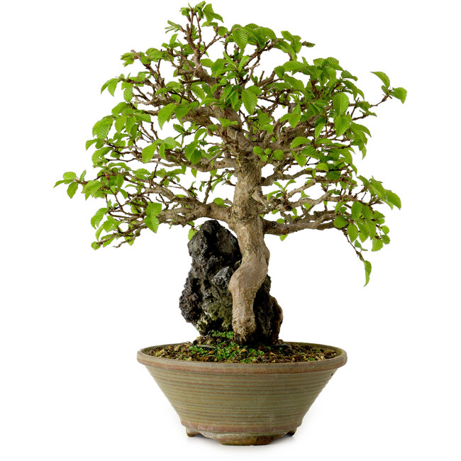 Carpinus coreana, 33 cm, ± 35 anni