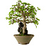 Carpinus coreana, 33 cm, ± 35 jaar oud