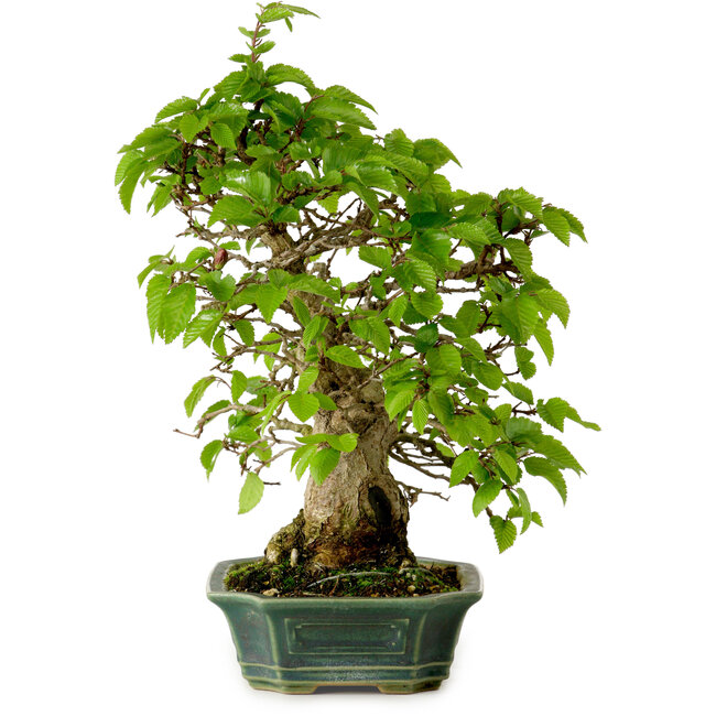 Carpinus coreana, 27 cm, ± 20 años, con un nebari de 6 cm
