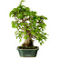Carpinus coreana, 27 cm, ± 20 jaar oud, met een nebari van 6 cm
