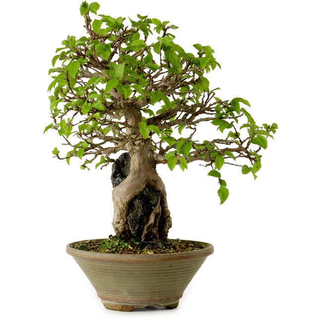 Carpinus coreana, 33 cm, ± 35 Jahre alt