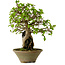 Carpinus coreana, 33 cm, ± 35 years old