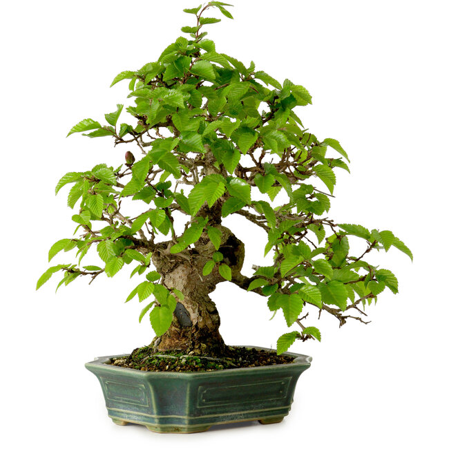 Carpinus coreana, 27 cm, ± 20 años, con un nebari de 6 cm