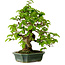 Carpinus coreana, 27 cm, ± 20 jaar oud, met een nebari van 6 cm