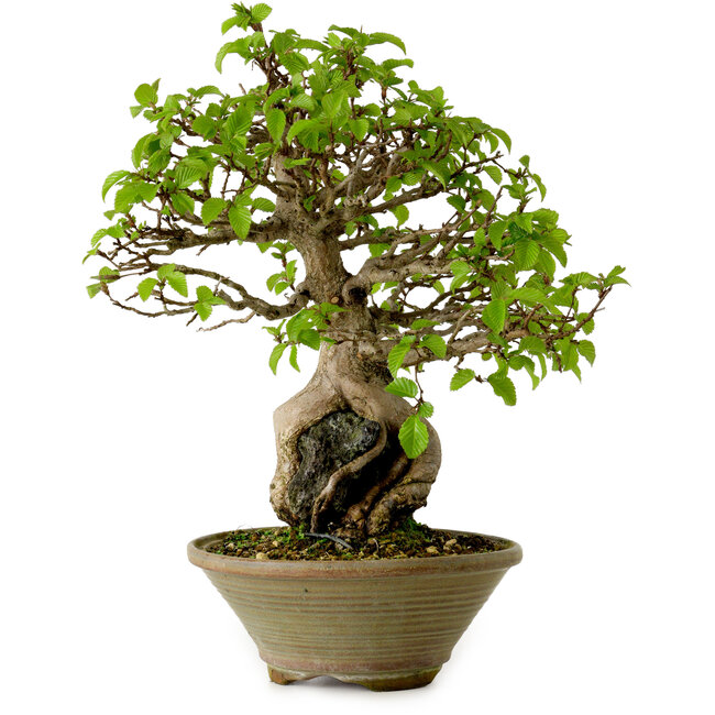 Carpinus coreana, 33 cm, ± 35 años
