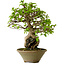 Carpinus coreana, 33 cm, ± 35 ans