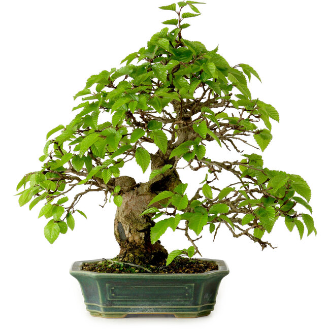 Carpinus coreana, 27 cm, ± 20 años, con un nebari de 6 cm