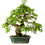 Carpinus coreana, 27 cm, ± 20 años, con un nebari de 6 cm