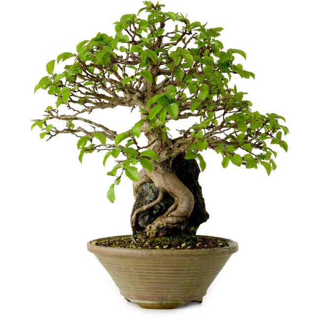 Carpinus coreana, 33 cm, ± 35 Jahre alt