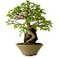 Carpinus coreana, 33 cm, ± 35 Jahre alt