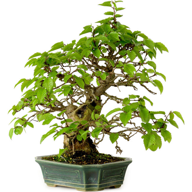 Carpinus coreana, 27 cm, ± 20 años, con un nebari de 6 cm